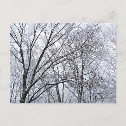 Snow_covered Oak Tree Postcard