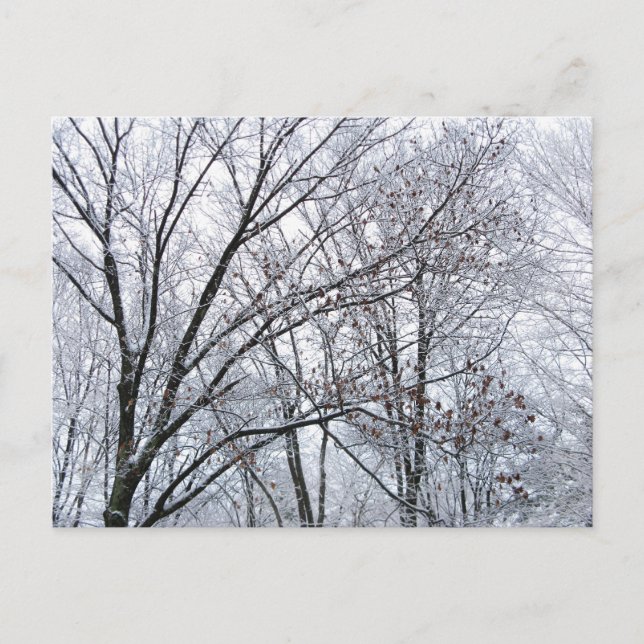 Snow-covered Oak Tree Postcard (Front)