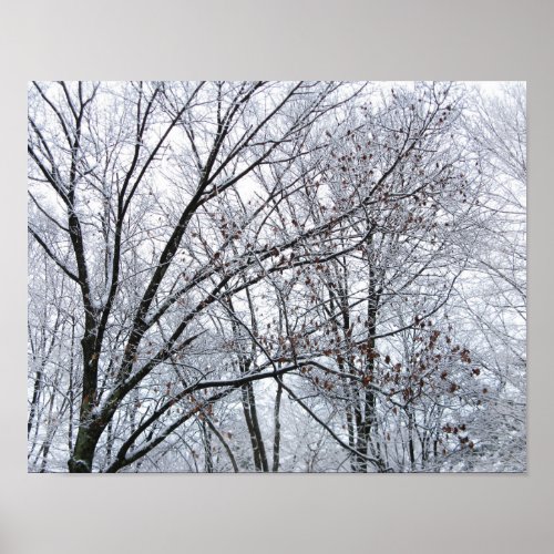 Snow_covered Oak Tree Poster