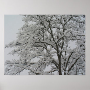 Snow Covered Oak Tree Poster