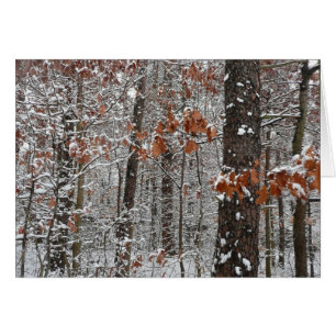 Snow Covered Oak Trees Winter Nature Photography Cards