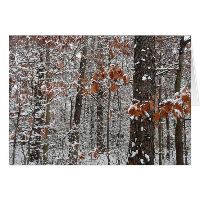Snow Covered Oak Trees Winter Nature Photography Cards (Front Horizontal)