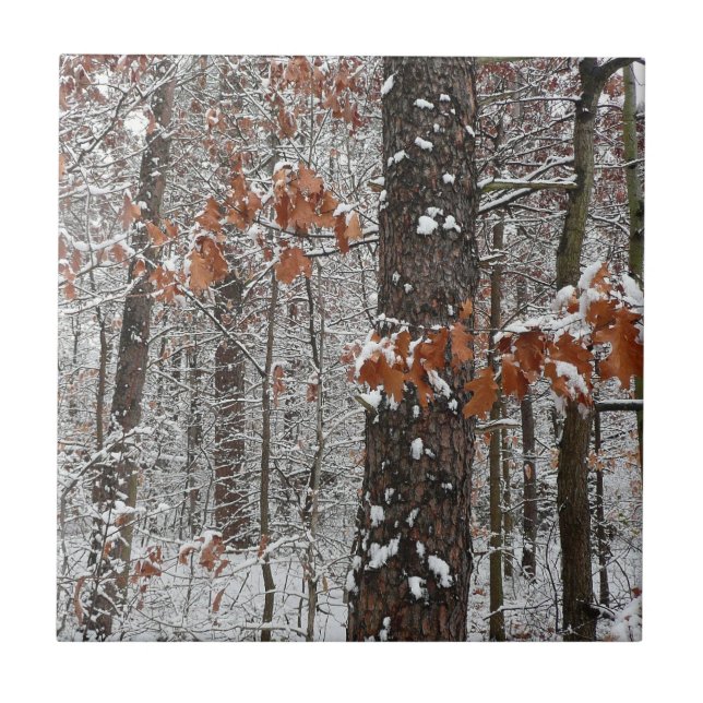 Snow Covered Oak Trees Winter Nature Photography Ceramic Tile (Front)