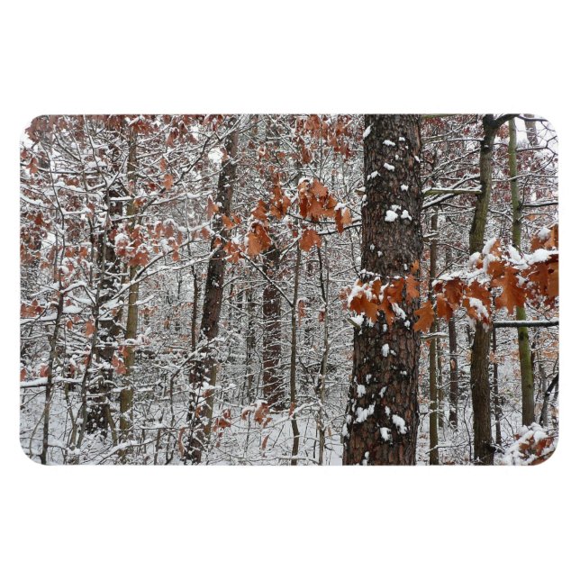 Snow Covered Oak Trees Winter Nature Photography Magnet (Horizontal)