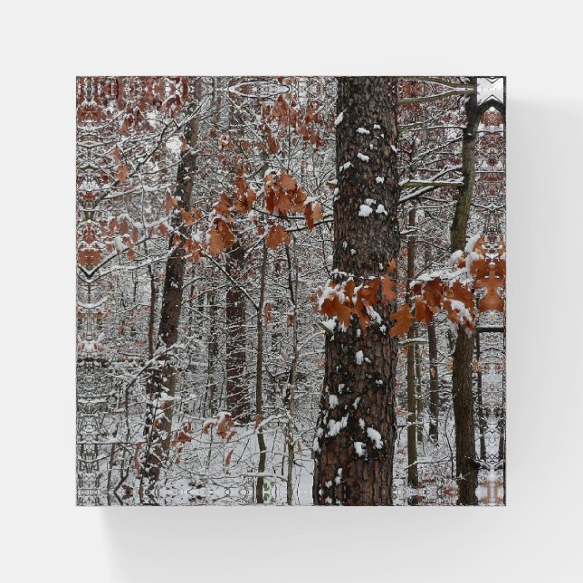 Snow Covered Oak Trees Winter Nature Photography Paperweight (Front)