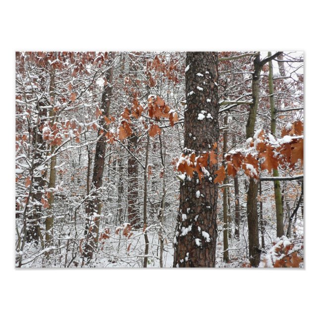 Snow Covered Oak Trees Winter Nature Photography Photo Print (Front)