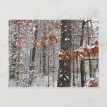 Snow Covered Oak Trees Winter Nature Photography Postcard