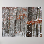 Snow Covered Oak Trees Winter Nature Photography Poster