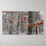 Snow Covered Oak Trees Winter Nature Photography Poster