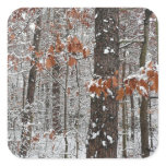 Snow Covered Oak Trees Winter Nature Photography Square Sticker