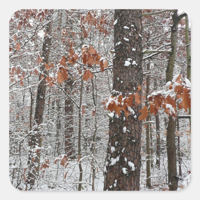 Snow Covered Oak Trees Winter Nature Photography Square Sticker (Front)