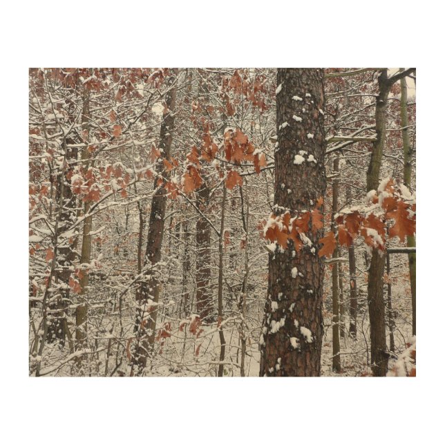 Snow Covered Oak Trees Winter Nature Photography Wood Wall Art (Front)