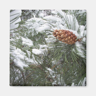Snow covered pine cone. magnet