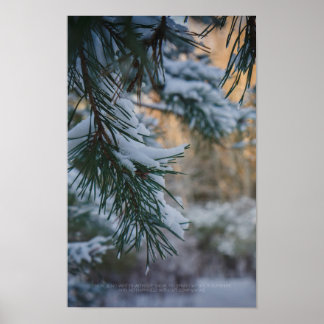 Snow-covered pine tree in the winter forest poster