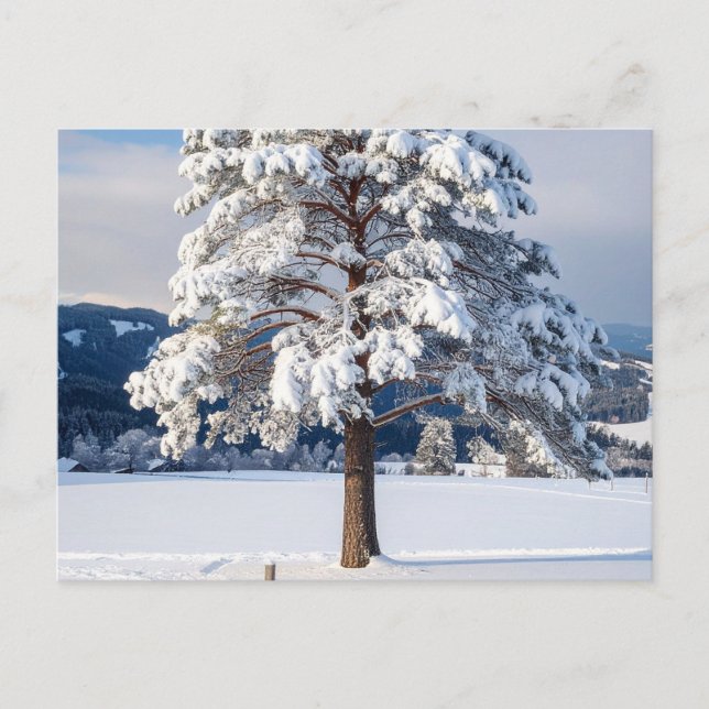Snow Covered Pine Tree Postcard (Front)