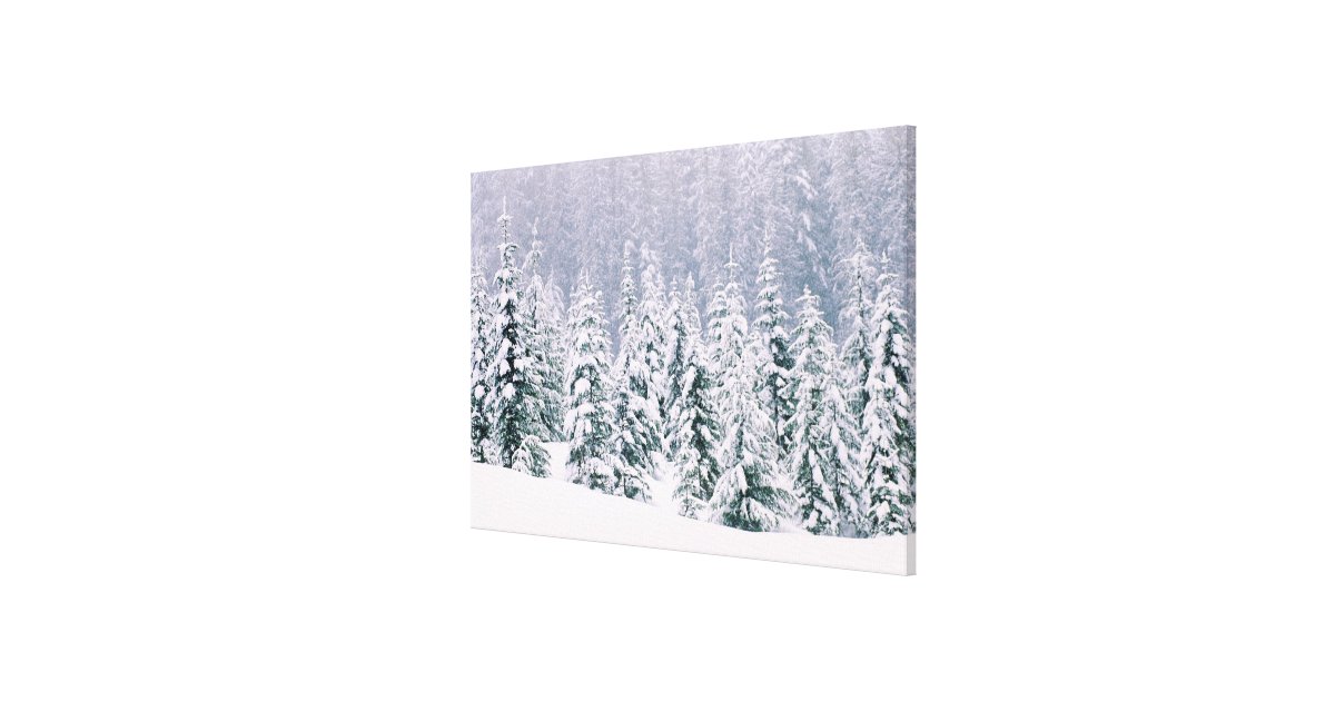 Snow covered pine trees canvas print | Zazzle