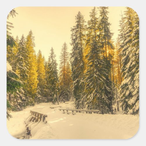 Snow Covered Pine Trees Forest Nature Photo Square Sticker