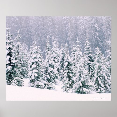 Snow covered pine trees poster