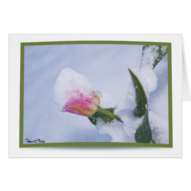 Snow Covered Pink Tulip Cards (Front Horizontal)