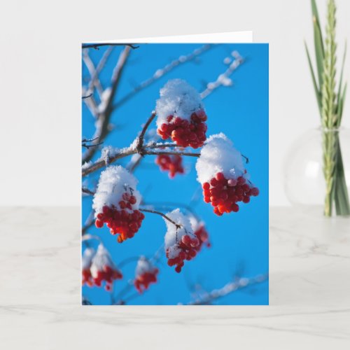 Snow covered rowan berries card