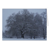 Snow covered tree (Front Horizontal)