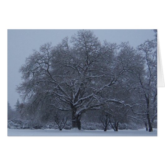 Snow covered tree cards (Front Horizontal)