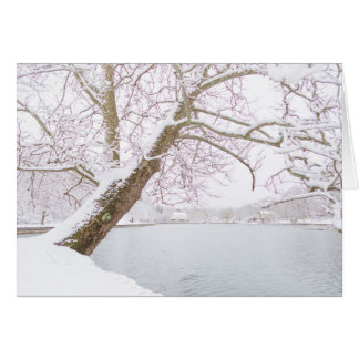 snow covered tree embraces pond cards