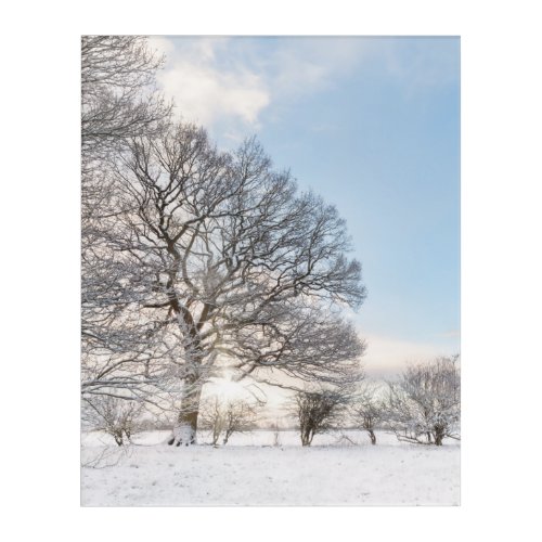 Snow covered tree line with early morning sunrise acrylic print