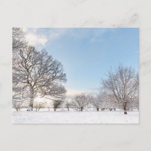 Snow covered tree line with early morning sunrise postcard