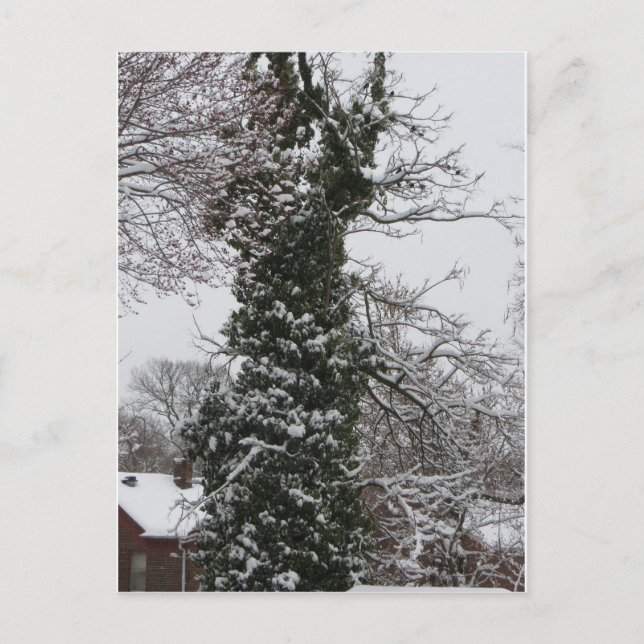 Snow Covered Tree Postcard (Front)