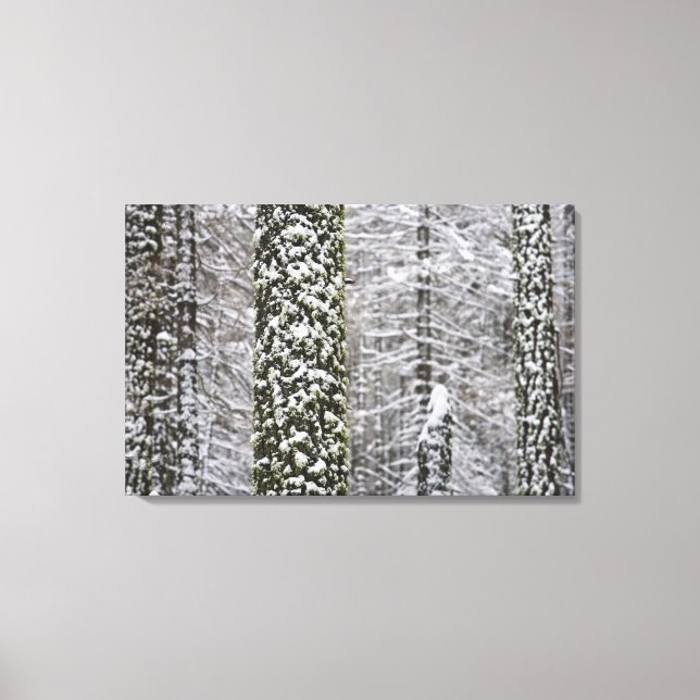 Snow covered tree trunks in Yosemite valley - Canvas Print (Front)