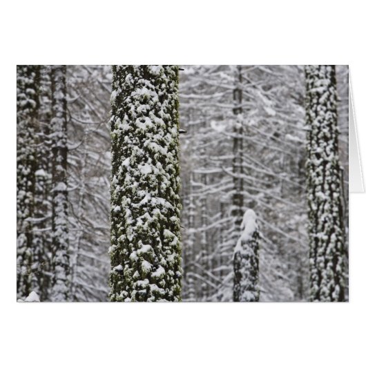 Snow covered tree trunks in Yosemite valley - Cards (Front Horizontal)
