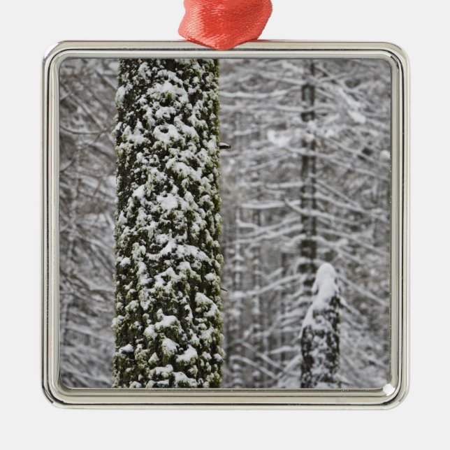 Snow covered tree trunks in Yosemite valley - Metal Ornament (Front)