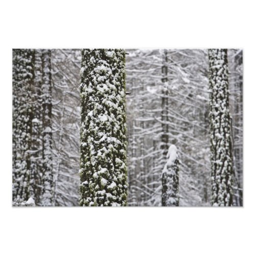 Snow covered tree trunks in Yosemite valley _ Photo Print