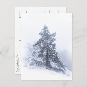 Snow-covered Tree Winter Photo Postcard