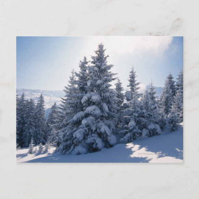 Snow-covered trees and mountains postcard (Front)