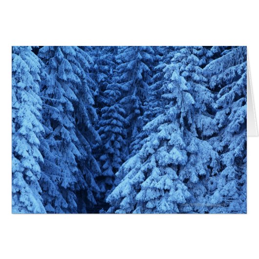 snow covered trees cards (Front Horizontal)