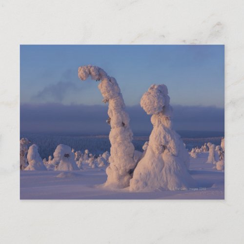 Snow covered trees in Lappland Postcard