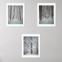 Snow covered trees in the misty winter forest