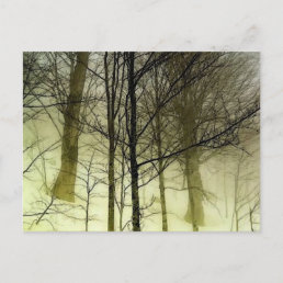 Snow Covered Trees Postcard