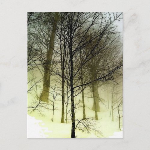 Snow Covered Trees Postcard