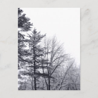 Snow-covered Trees: Vertical Postcard