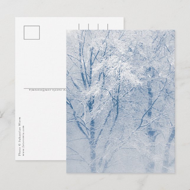 Snow-covered Trees Winter Photo Postcard (Front/Back)