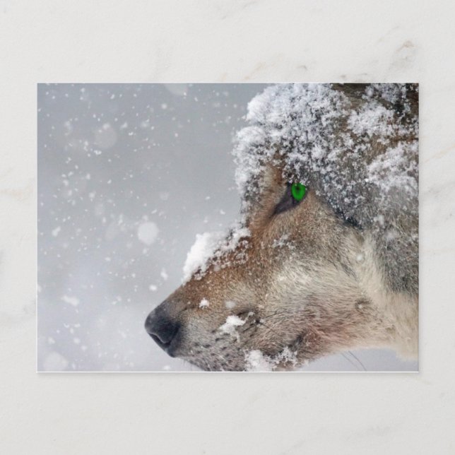 Snow covered Wolf Postcard (Front)