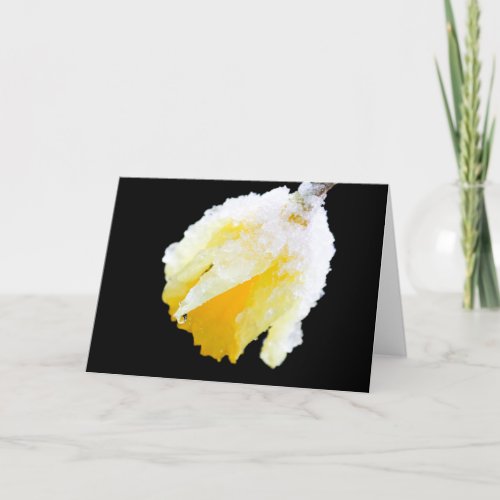 Snow Covered Yellow Daffodil Early Spring Blank Card