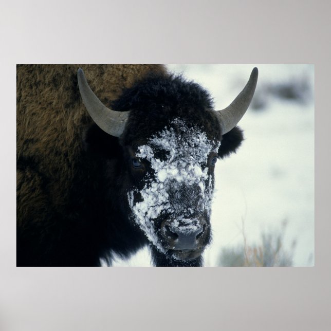 Snow coverered Buffalo Poster (Front)