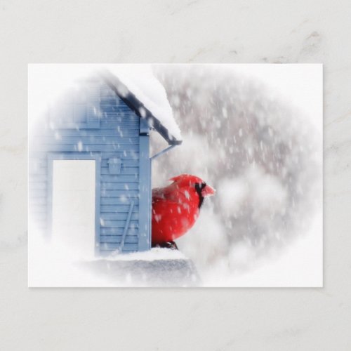 Snow Day Cardinal _ Bird Postcard