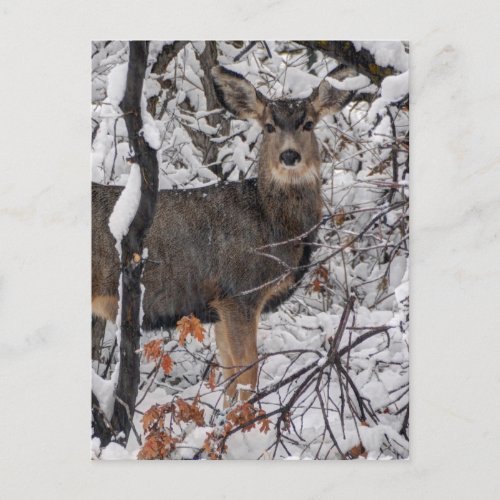 Snow Deer _ Wasatch Front _ Utah Postcard