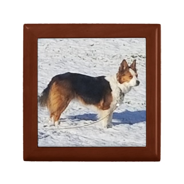 Snow Dog Gift Box (Front)