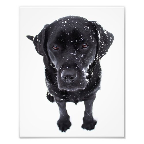 Snow Dog _ Labrador Puppy _ Black Labrador Photo Print